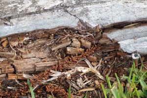 Close-up of rotting wood with visible termite damage and soil deposits near the ground, indicating an active termite infestation in structural timber.