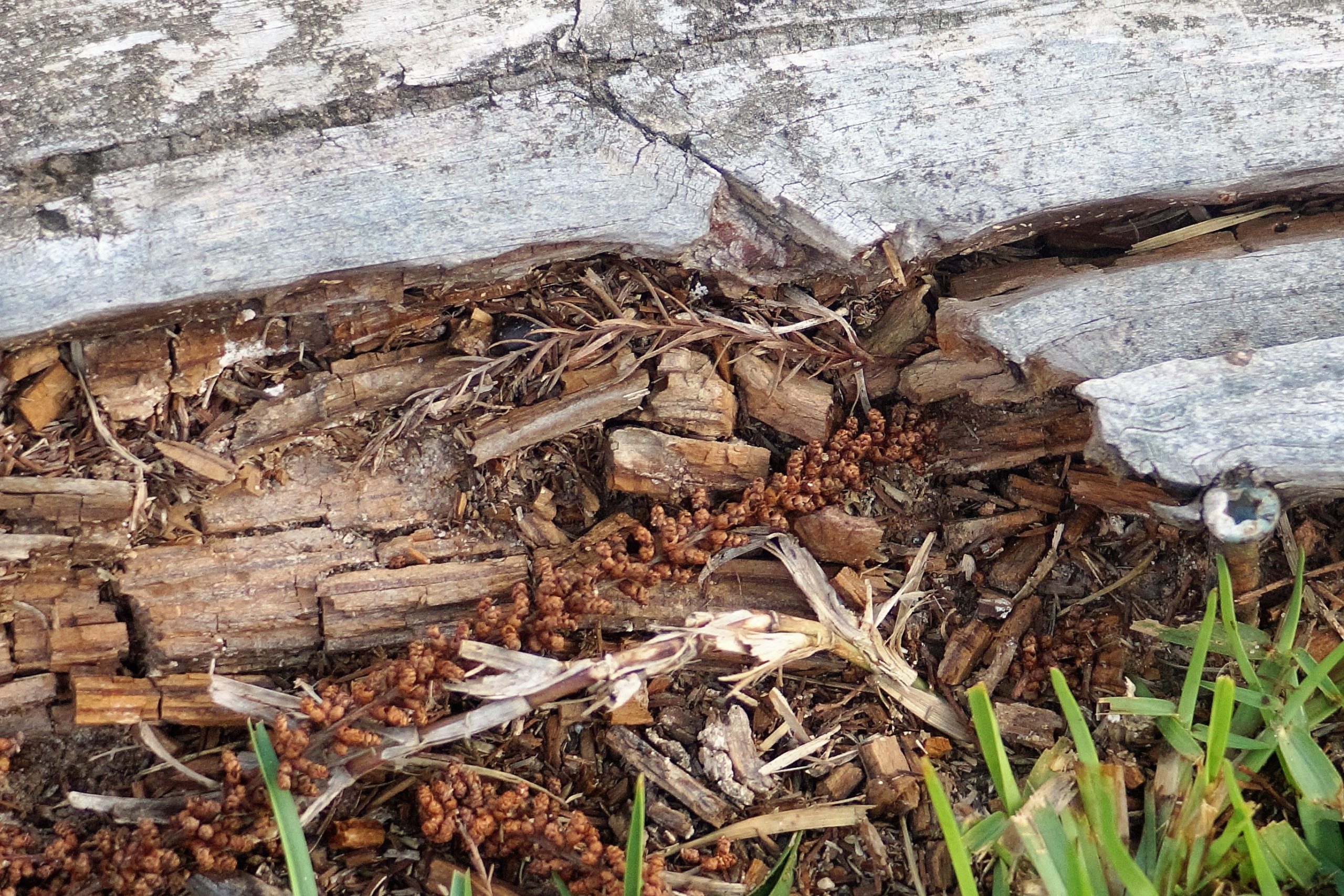 Close-up of rotting wood with visible termite damage and soil deposits near the ground, indicating an active termite infestation in structural timber.