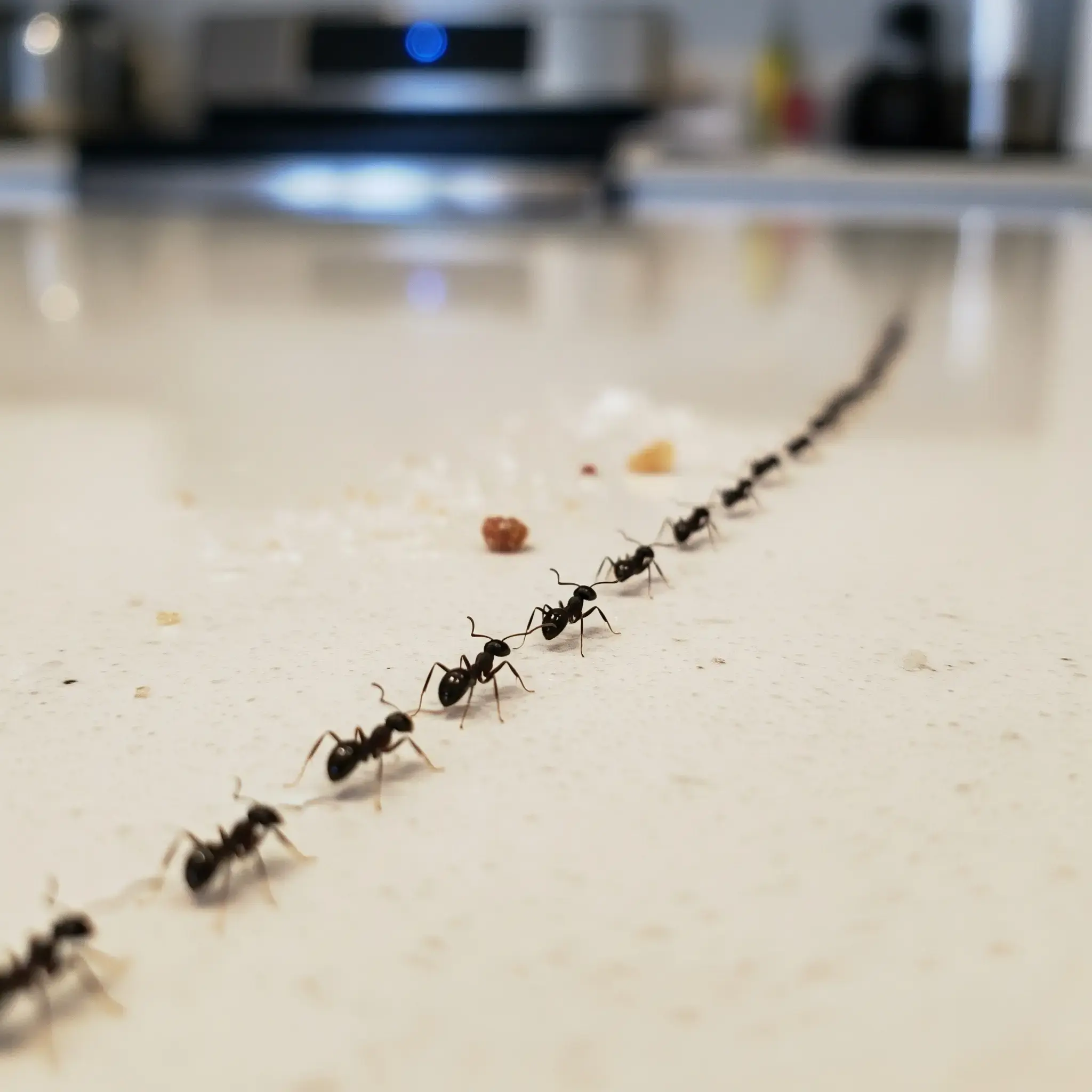 A line of ants on a kitchen counter.