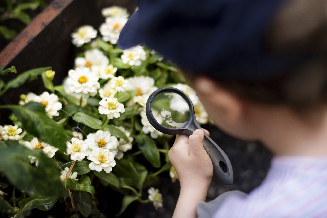 A child (seen from behind) holding a magnifying glass and looking closely at small white and yellow flowers.